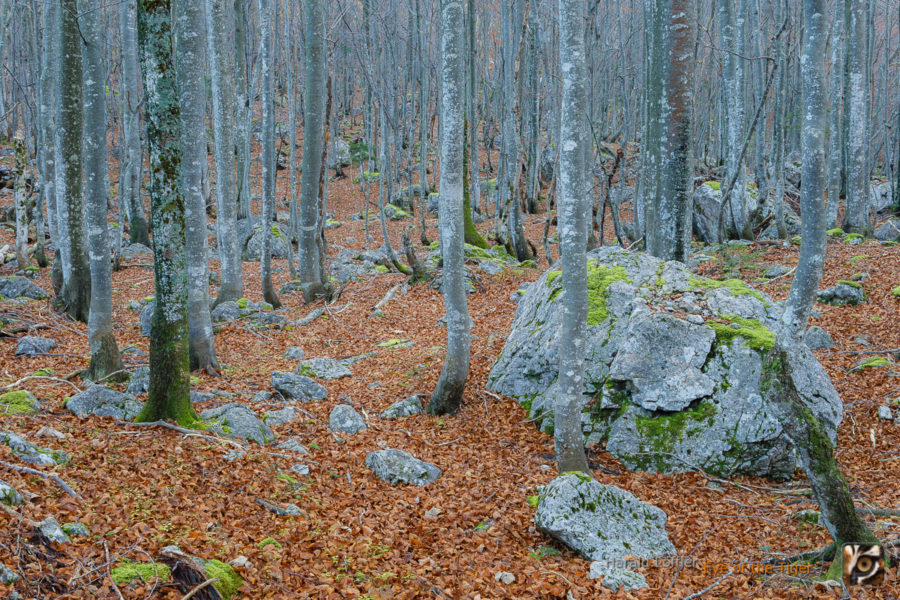 20141016 HL7 7039 900x600 - Atelier Natur