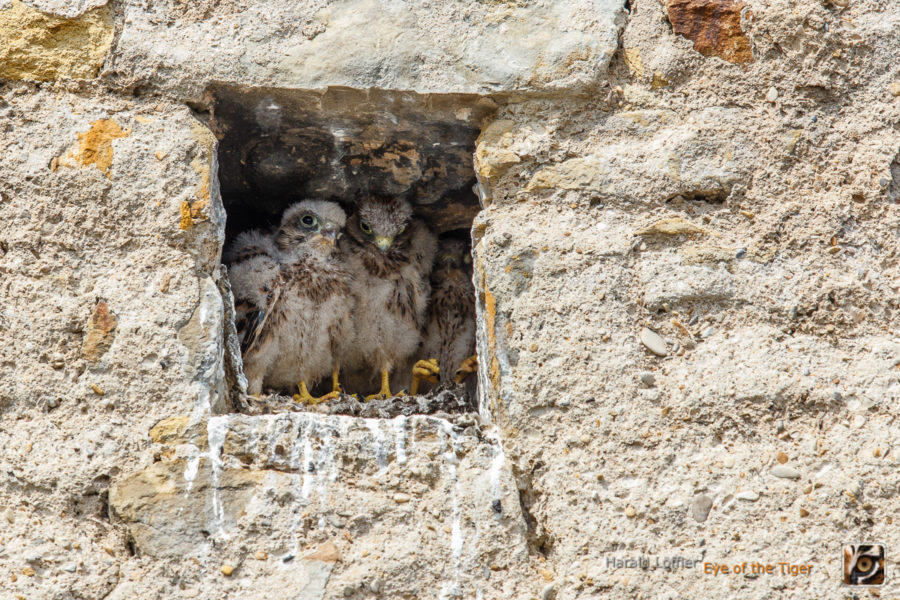 20150614 HL5 9293 900x600 - Turmfalken