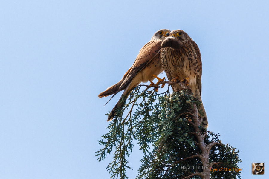 20150614 HL5 9309 900x600 - Turmfalken