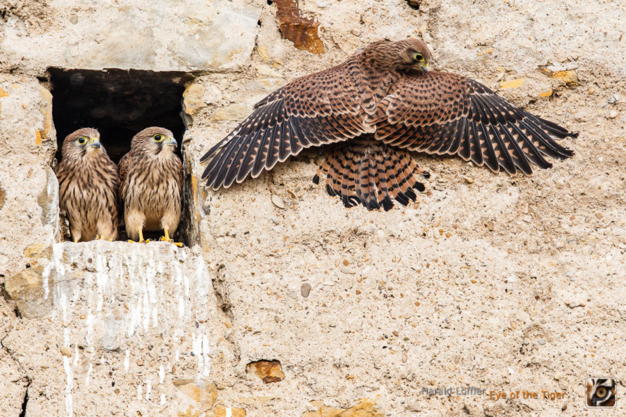 20150625 HL5 9457 900x600 - Turmfalken