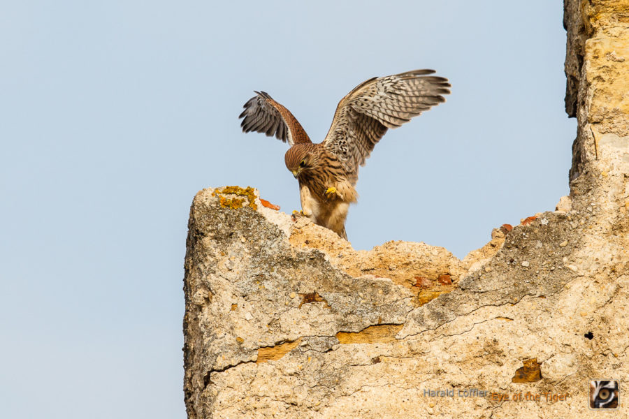 20150625 HL5 9573 900x600 - Turmfalken