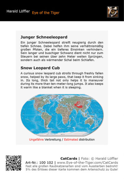 CatCard 100 102 Junger Schneeleopard