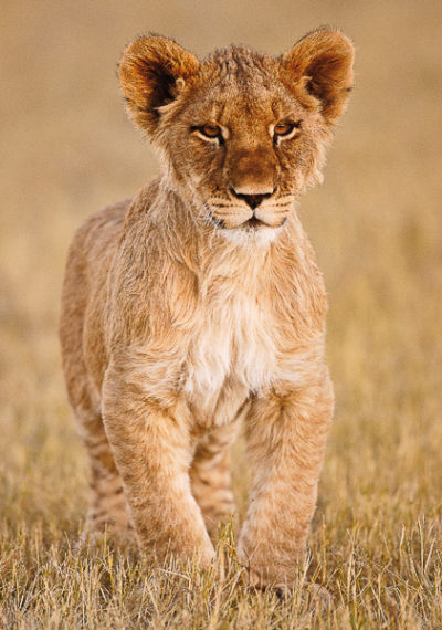 CatCard 100 103 Junger Löwe