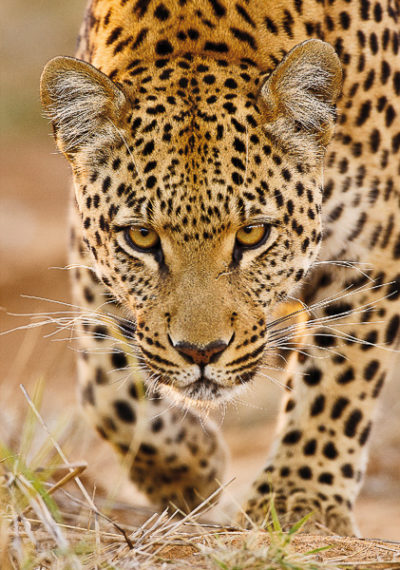 CatCard 100 201 Leopard