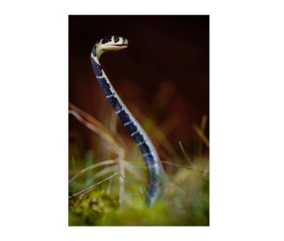Snakes - Faszination Schlangen – Buch von Harald Löffler