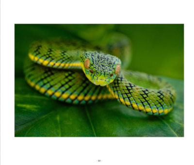 Snakes - Faszination Schlangen – Buch von Harald Löffler