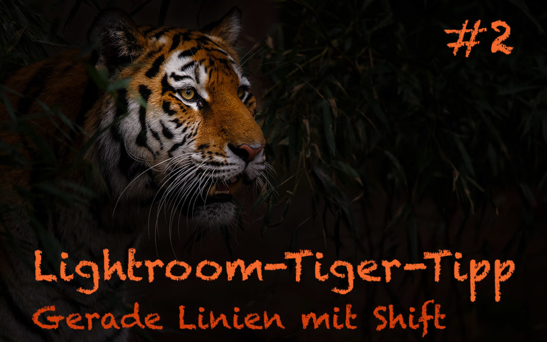 Lightroom-Tiger-Tipp #2: „Gerade Linien mit Shift“