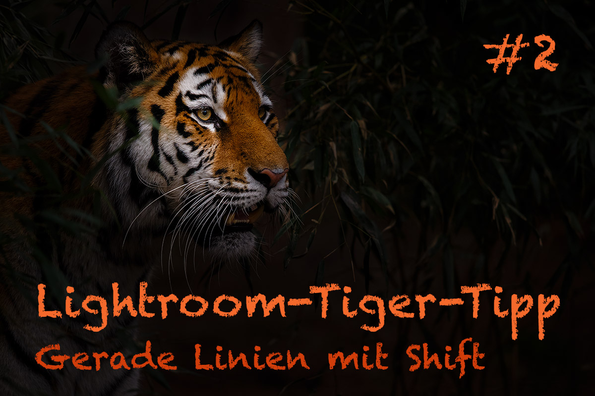 LTT002 00 Header - Lightroom-Tiger-Tipp #2: "Gerade Linien mit Shift"