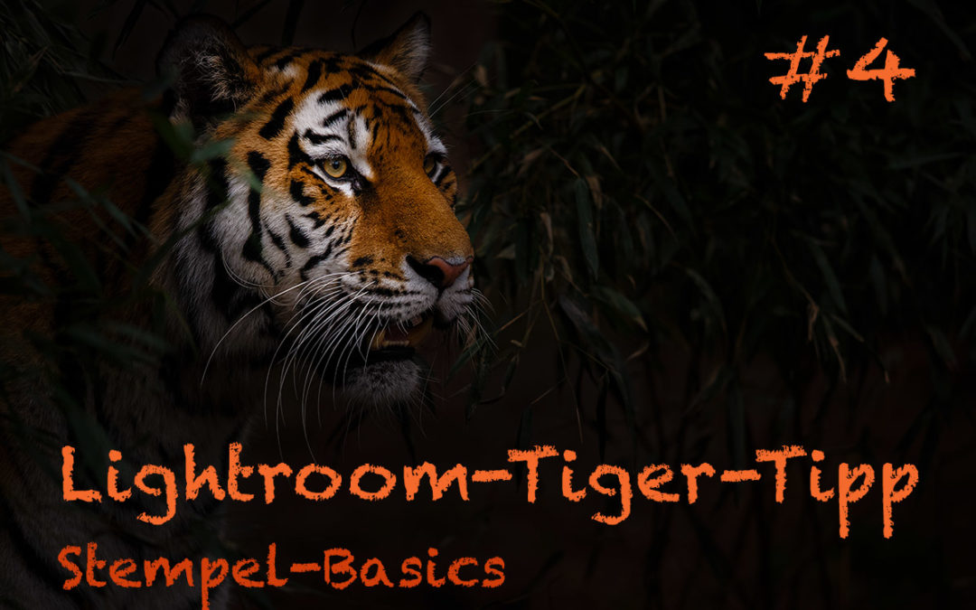 Lightroom-Tiger-Tipp #4: „Stempel-Basics“