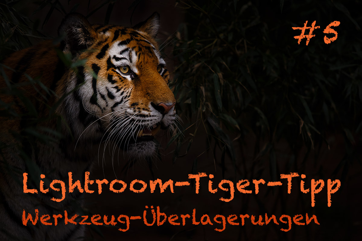 LTT005 00 Header - Lightroom-Tiger-Tipps