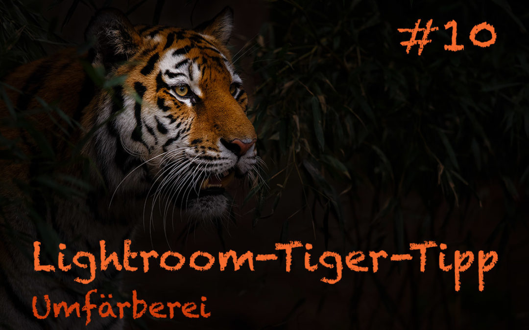 Lightroom-Tiger-Tipp #10: „Umfärberei“