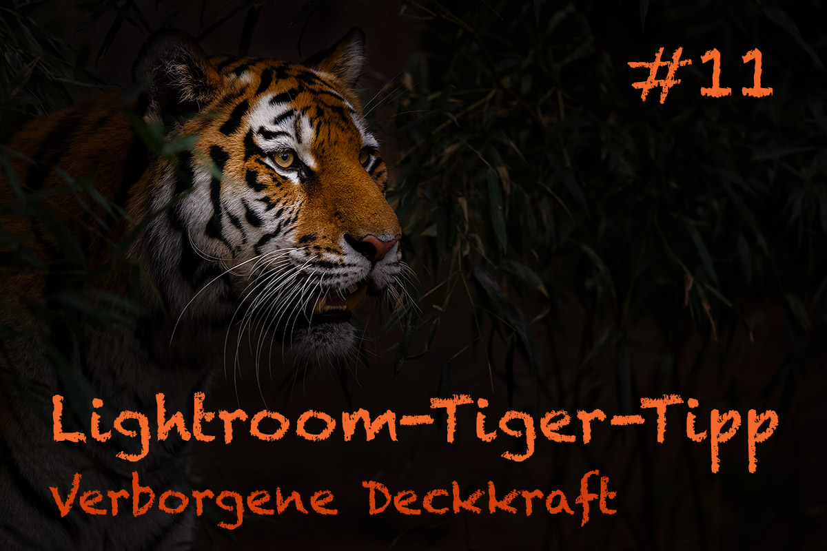 LTT011 00 Header - Lightroom-Tiger-Tipps