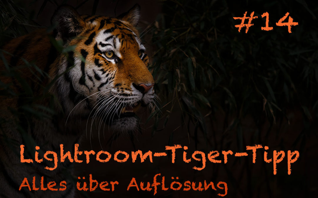 Lightroom-Tiger-Tipp #14: „Alles über Auflösung“ (komplett)