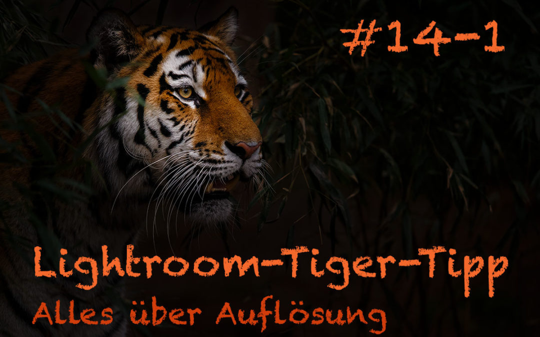 Lightroom-Tiger-Tipp #14: „Alles über Auflösung“ – Teil 1