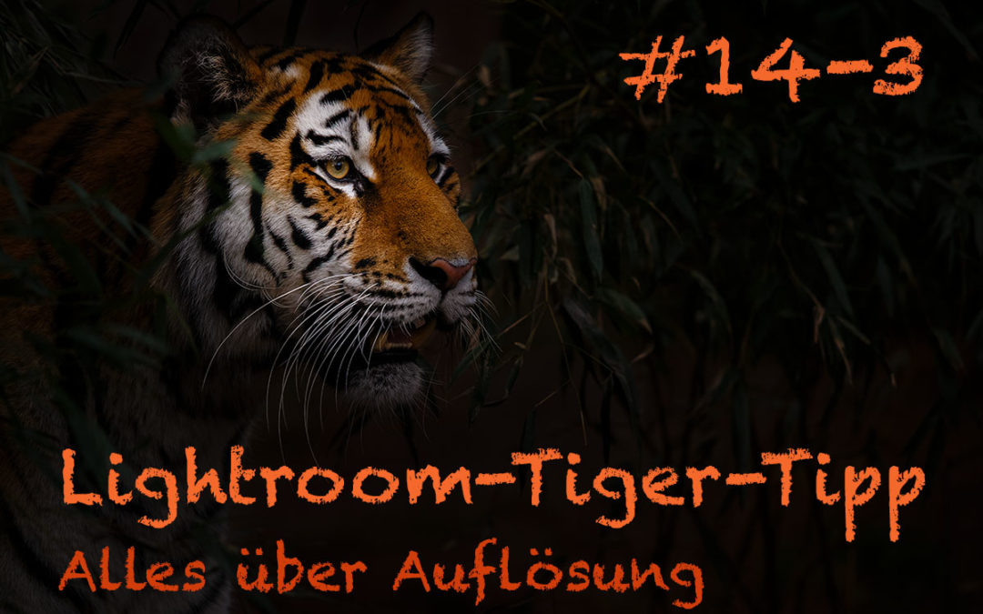 Lightroom-Tiger-Tipp #14: „Alles über Auflösung“ – Teil 3