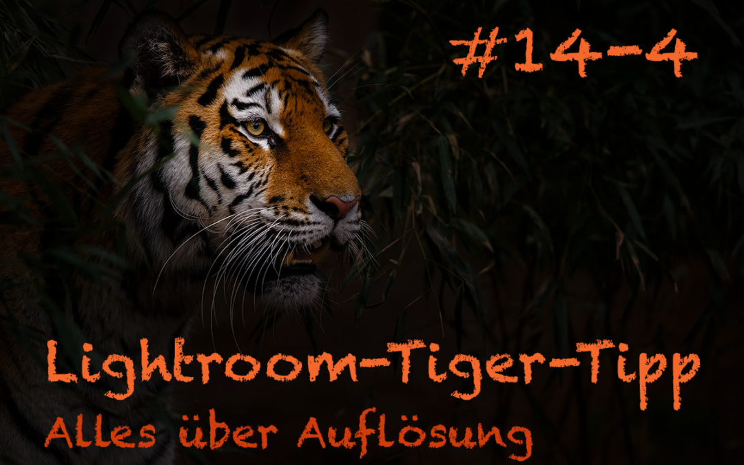 Lightroom-Tiger-Tipp #14: „Alles über Auflösung“ – Teil 4