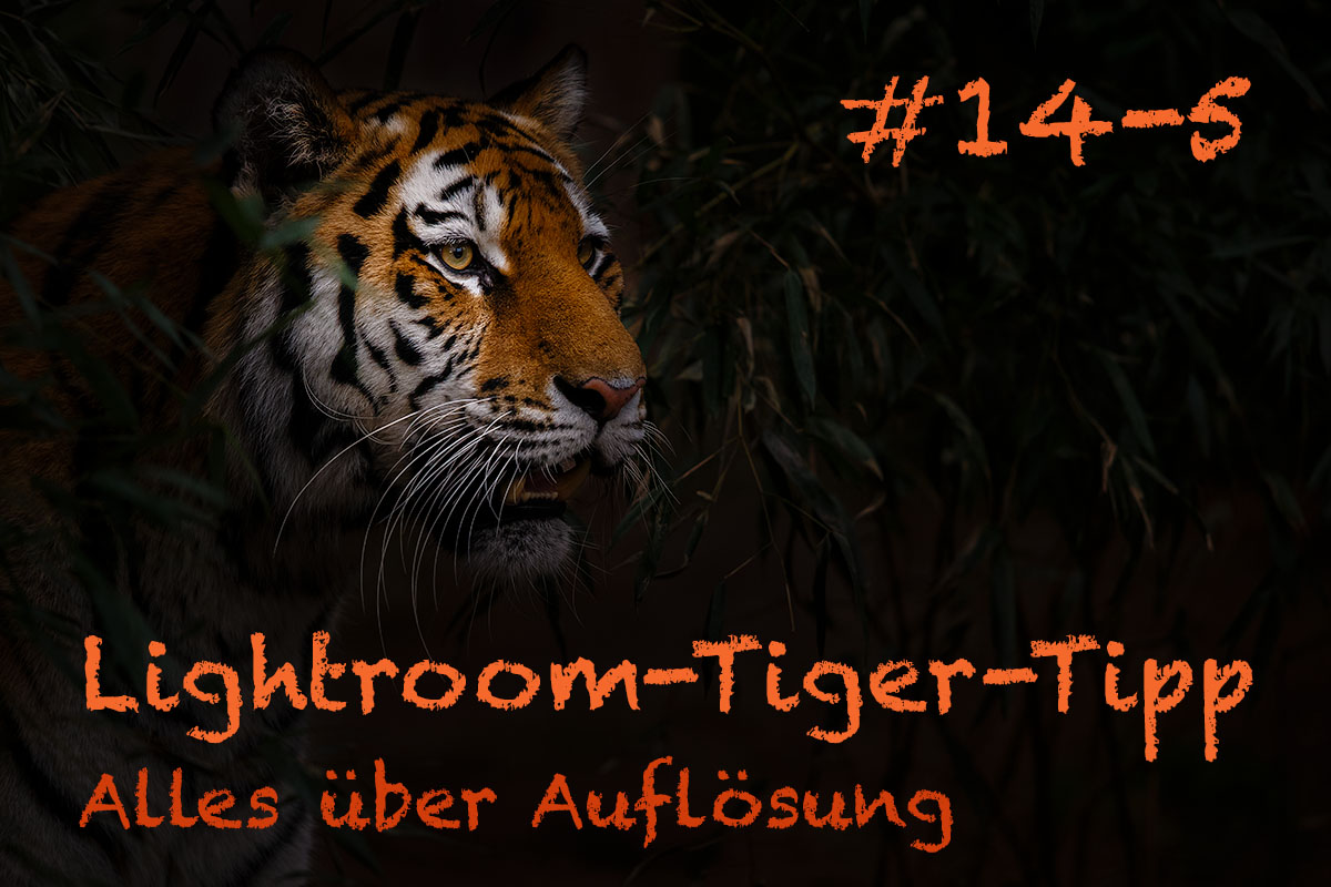 LTT014 00 Header 5 - Lightroom-Tiger-Tipp #14: "Alles über Auflösung" - Teil 5