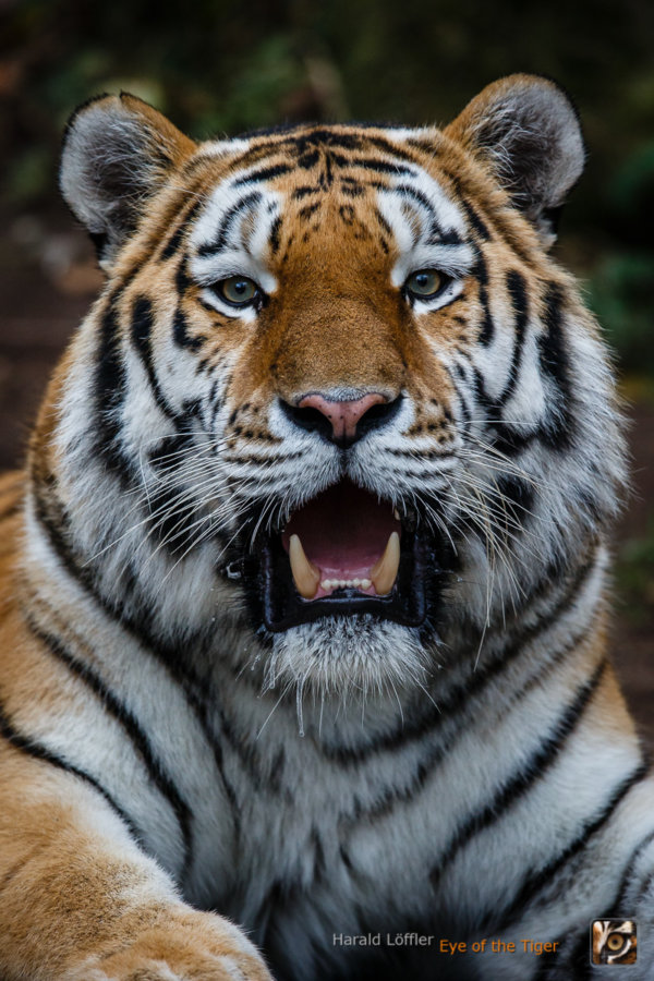 Der Tiger muss auch mal ausruhen...