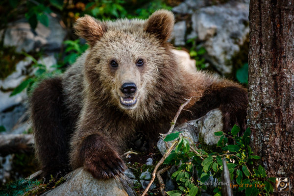 Ein Europäischer Braunbär - mit oder ohne Profilkorrektur?