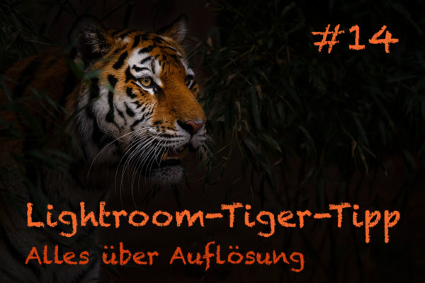 Lightroom-Tiger-Tipp #14: Alles über Auflösung