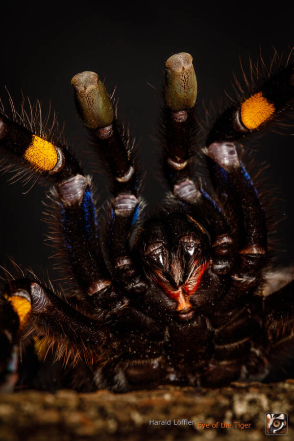 Poecilotheria metallica