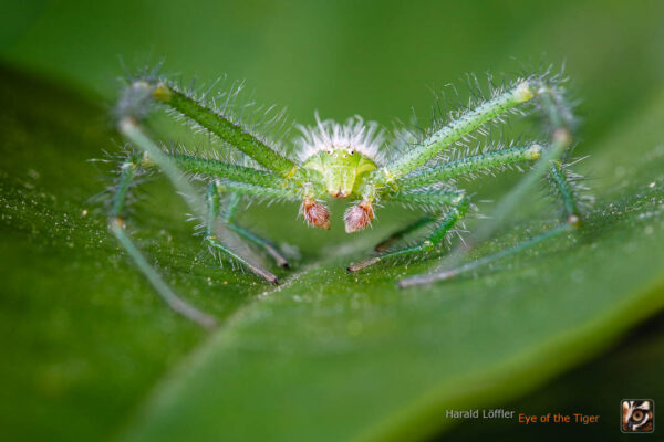 Slowenische Todesspinne