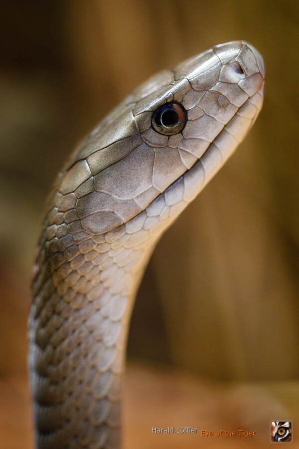 Dendroaspis polylepis